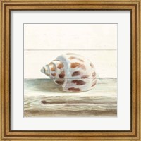 Framed Driftwood Shell II