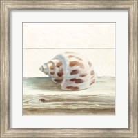 Framed Driftwood Shell II