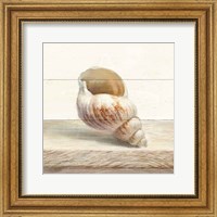 Framed Driftwood Shell I