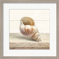 Framed Driftwood Shell I