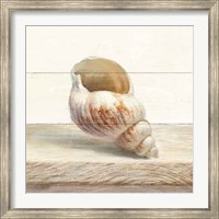 Framed Driftwood Shell I