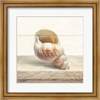 Framed Driftwood Shell I