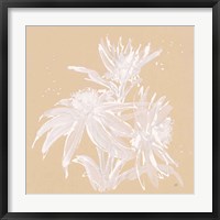 Echinacea IV Framed Print
