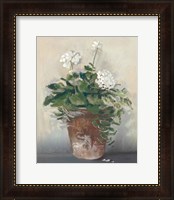 Framed Pot of White Geraniums