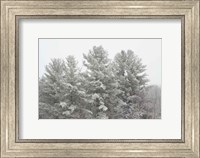 Framed Winter Pines