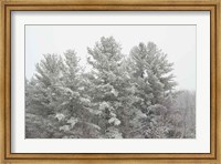 Framed Winter Pines