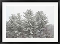 Framed Winter Pines