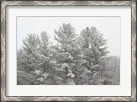 Framed Winter Pines