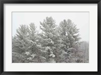 Framed Winter Pines