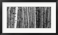 Framed Aspen Grove