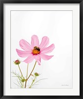 Framed Pale Cosmos II