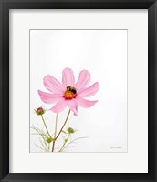 Pale Cosmos II Framed Print