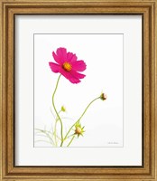 Framed Magenta Cosmos I