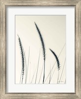Framed Field Grasses IV