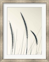 Framed Field Grasses IV