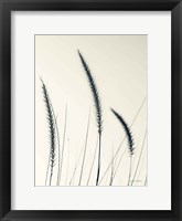 Framed Field Grasses IV