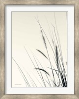 Framed Field Grasses II