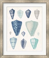 Framed Blue Shell Assortment II