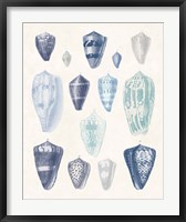 Framed Blue Shell Assortment I