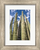 Framed Tall Garden of Cactus