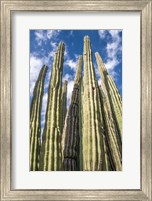 Framed Tall Garden of Cactus