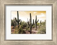 Framed Cactus Field Under Golden Skies