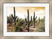 Framed Cactus Field Under Golden Skies