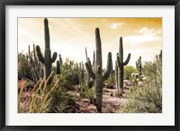 Framed Cactus Field Under Golden Skies