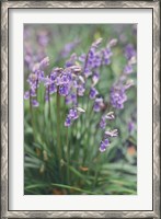 Framed Spring Flowers