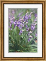 Framed Spring Flowers