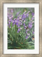 Framed Spring Flowers