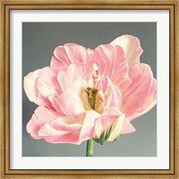 Framed Pink Bloom