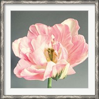 Framed Pink Bloom