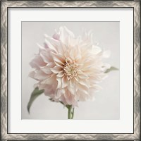 Framed White Bloom From The Garden