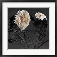 Framed Sunflowers I