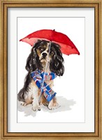 Framed King Charles Spaniel In The Rain