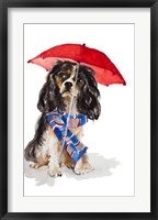 Framed King Charles Spaniel In The Rain