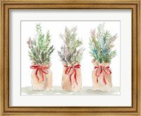 Framed Spruce Wrapped in Burlap