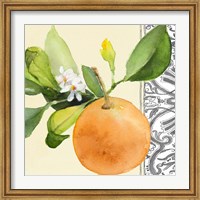 Framed Orange Blossoms II
