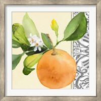 Framed Orange Blossoms II