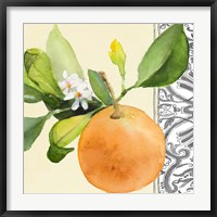 Framed Orange Blossoms II