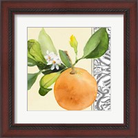 Framed Orange Blossoms II