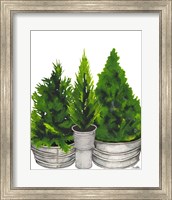 Framed Evergreens in Galvanized Tins
