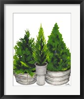 Framed Evergreens in Galvanized Tins