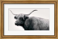 Framed Vintage Bull