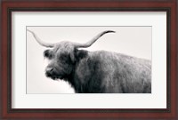 Framed Vintage Bull