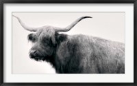 Framed Vintage Bull