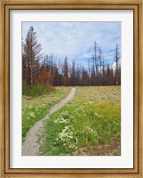 Framed Nature Path