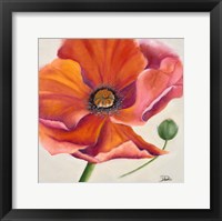 Poppy Flower II Framed Print