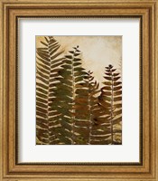 Framed Ferns I